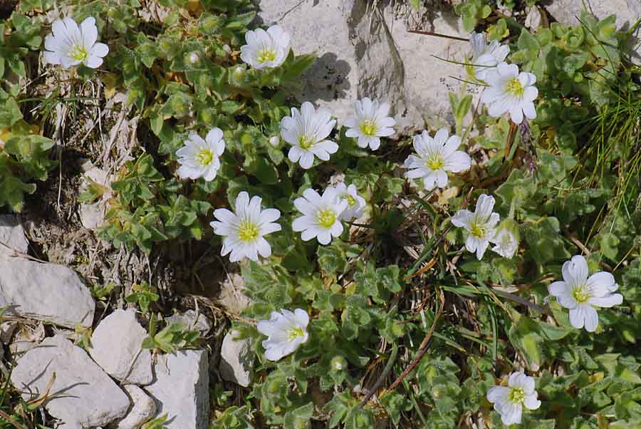 Cerastium alpinum / Peverina alpina